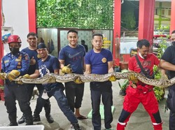 Ngeri! Ular Piton 5 Meter Muncul di Permukiman Warga Makassar