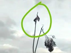 Pohon Tempat Bendera Habib Rizieq Dikibarkan di Semeru Telah Ditebang