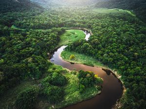Bagaimana Cara 4 Bocah Bertahan Hidup 40 Hari di Liarnya Hutan Amazon? Bagaimana Cara 4 Bocah Bertahan Hidup 40 Hari di Liarnya Hutan Amazon?