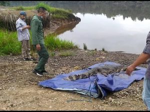 Satwa Dilindungi, Dua Buaya Senyulong Dilepasliarkan ke Sungai Lalan