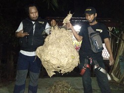 Tragis! Kakek di Gunungkidul Tewas Disengat Kawanan Tawon Vespa