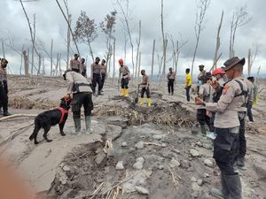 Anjing Pelacak Bantu Cari Korban Erupsi Semeru, Temukan 13 Jenazah Anjing Pelacak Bantu Cari Korban Erupsi Semeru, Temukan 13 Jenazah
