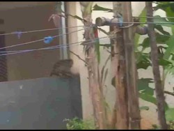 Monyet Liar yang Meresahkan Warga di Ciamis Berhasil Dilumpuhkan