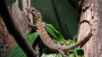 Foto: Detik-detik Komodo Menetas di New York
