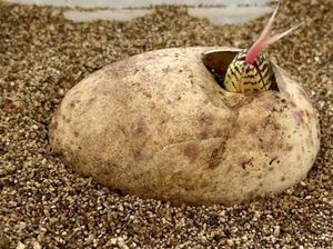 Komodo: Asal, Makanan, Perkembangbiakan, dan Apa yang Berbahaya darinya Komodo: Asal, Makanan, Perkembangbiakan, dan Apa yang Berbahaya darinya