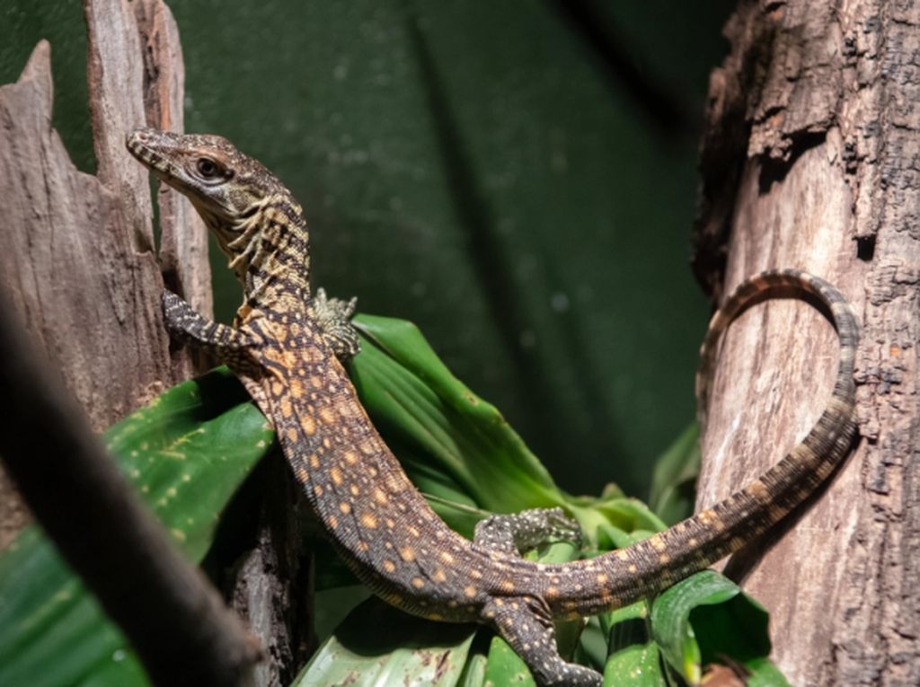 Foto: Detik-detik Komodo Menetas di New York Foto: Detik-detik Komodo Menetas di New York