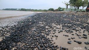 Pantai Sekembu Jepara Menghitam Tercemar Batu Bara