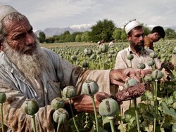Perdagangan Opium di Afghanistan Meningkat Pesat Sejak Taliban Berkuasa