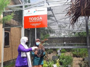 Lansia di Desa Rahayu Isi Masa Senja dengan Merawat Tanaman Obat & Sayur
