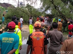 Hujan Deras Disertai Angin Kencang Tumbangkan 3 Pohon Besar di Lamongan