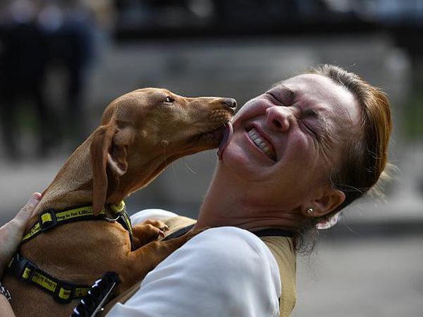 Sedih, Iran Bakal Larang Warganya Pelihara Hewan