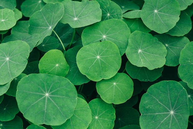 Centella Asiatica atau Cica bagus untuk menenangkan kulit berjerawat (Foto: freepik/wirestock)