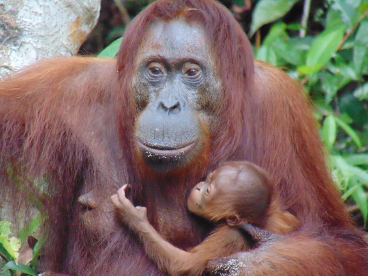 Orangutan Camila dan Tasia
