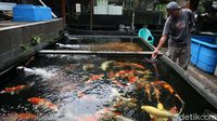 Menyapa Bisnis Ikan Hias yang Disebut Kebal Pandemi