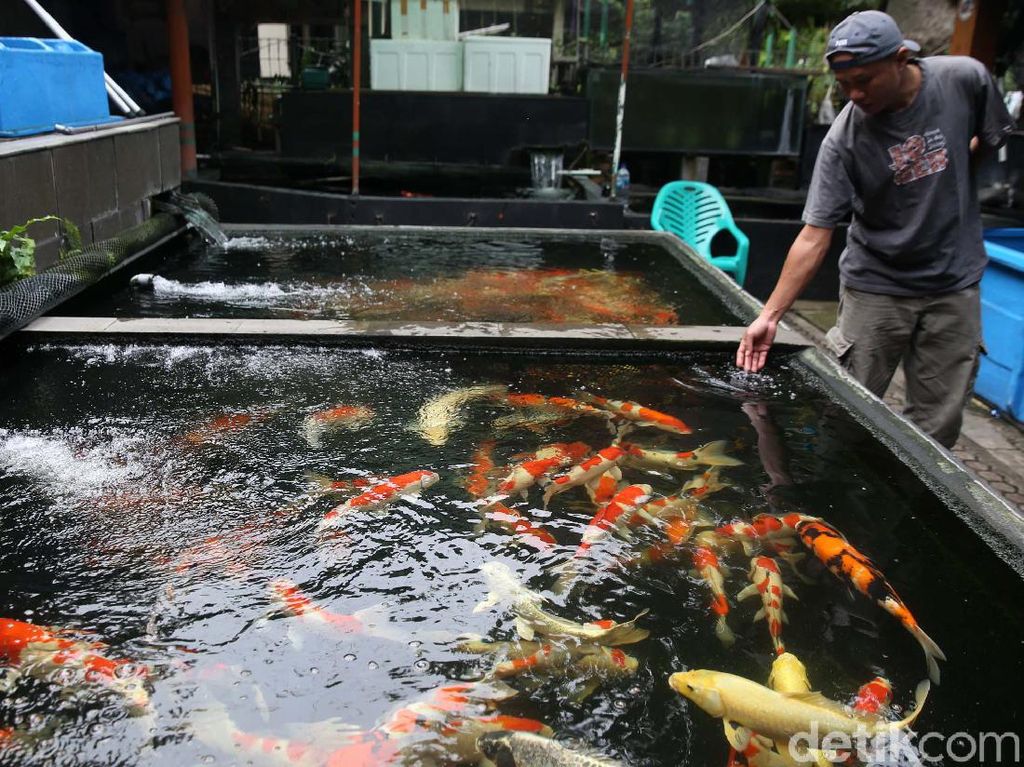Menyapa Bisnis Ikan Hias yang Disebut Kebal Pandemi