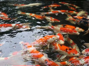 15 Jenis Ikan Hias Air Tawar Gampang Dipelihara dan Kuat Hidup