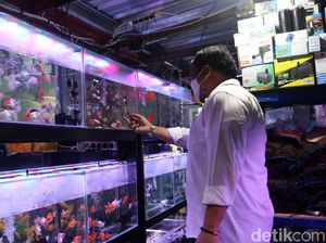 Ikan Hias RI Diburu Warga AS, Ini Buktinya