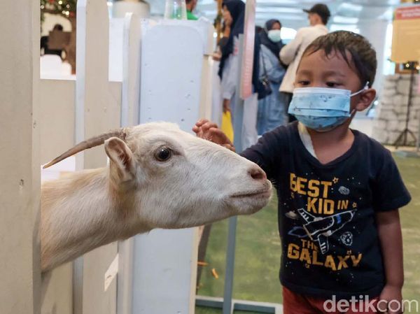 Kuda, Kelinci hingga Kambing Masuk Mal, Ada Apa?