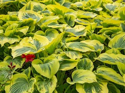 Apa Makanan untuk Tumbuhan? Siswa Wajib Tahu!