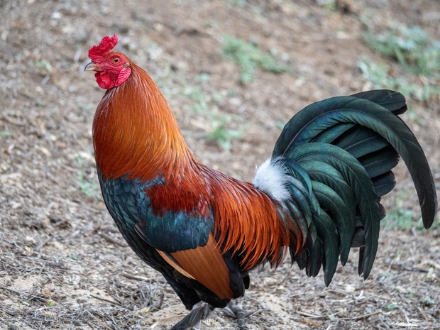 Ayam jago mewakili bulan November/Foto: Pexels/James Wheeler