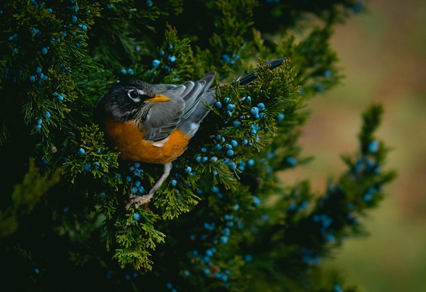 Burung robin mewakili bulan Maret/Foto: Pexels/David Ernesto Veloz