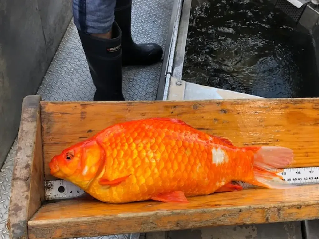 Di Indonesia Dimakan, Ikan Mas Malah Bikin Takut Kanada