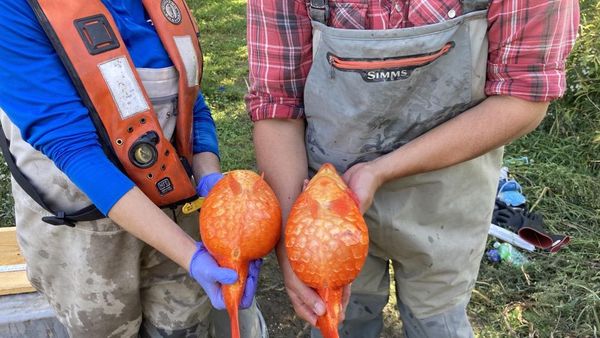 Ancaman Ikan Mas Raksasa Picu Perburuan Besar-besaran