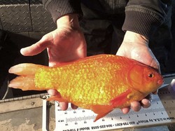 Ikan Mas Bikin Resah di Kanada, Inggris, Sampai Amerika