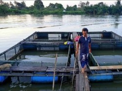 Ikan Nila Bukan Musuh Pariwisata