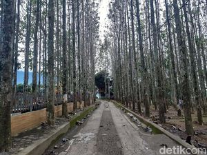 Adem Benerrr! Ini Kebun Jati Pancawati Bogor Adem Benerrr! Ini Kebun Jati Pancawati Bogor