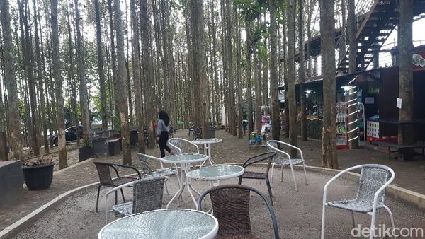 Segar Banget! Ini Potret Kebun Jati Hits di Bogor