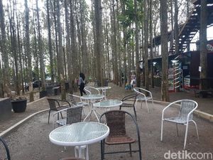 Segar Banget! Ini Potret Kebun Jati Hits di Bogor Segar Banget! Ini Potret Kebun Jati Hits di Bogor
