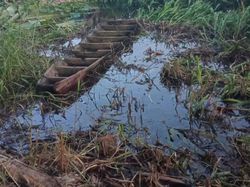 Petani di Sumsel Hilang Diterkam Buaya Muara 5 Meter