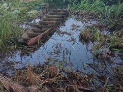 Petani di Sumsel Hilang Diterkam Buaya Muara 5 Meter