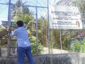 Cara Unik Petani di Banggai Usir Tikus Sawah & Melindungi Burung Hantu