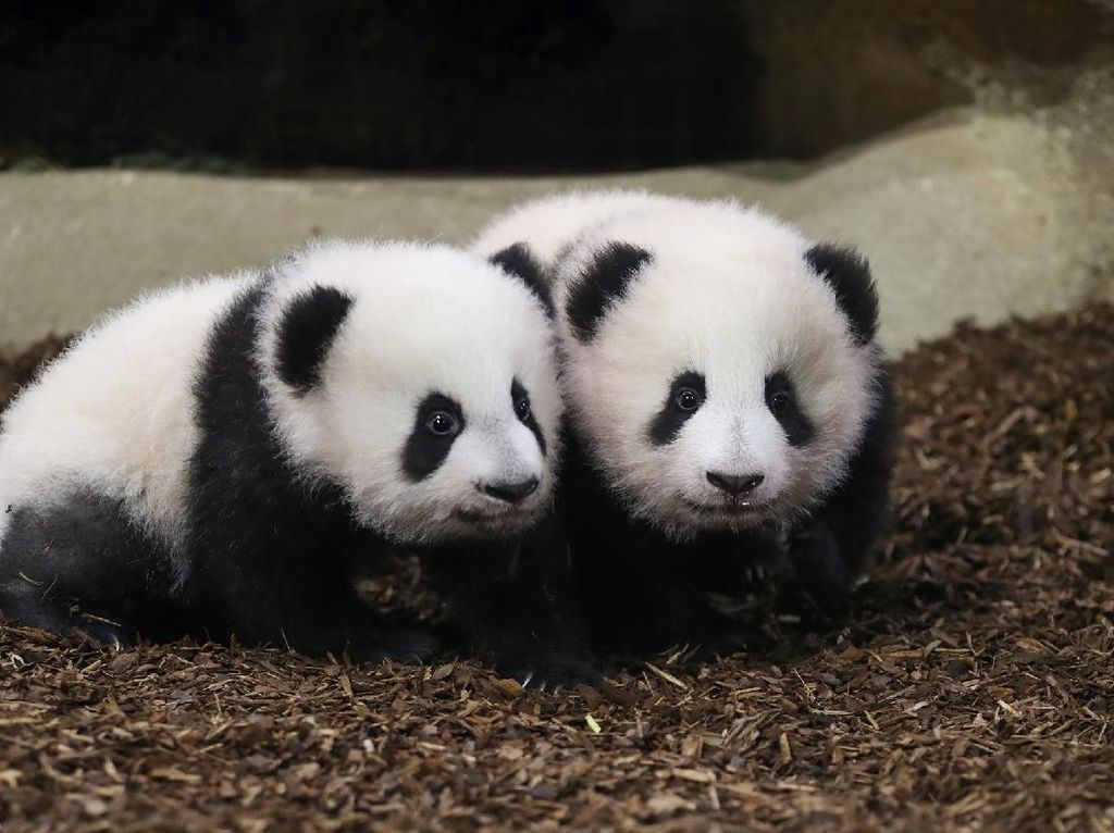 Mengapa Panda Berwarna Hitam dan Putih? Ini Penjelasan Studi