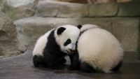 Foto: Aksi Gemas Bayi Kembar Panda di Kebun Binatang Prancis