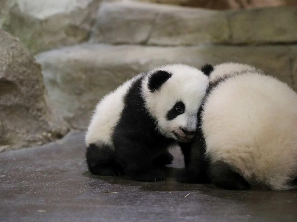 Foto: Aksi Gemas Bayi Kembar Panda di Kebun Binatang Prancis