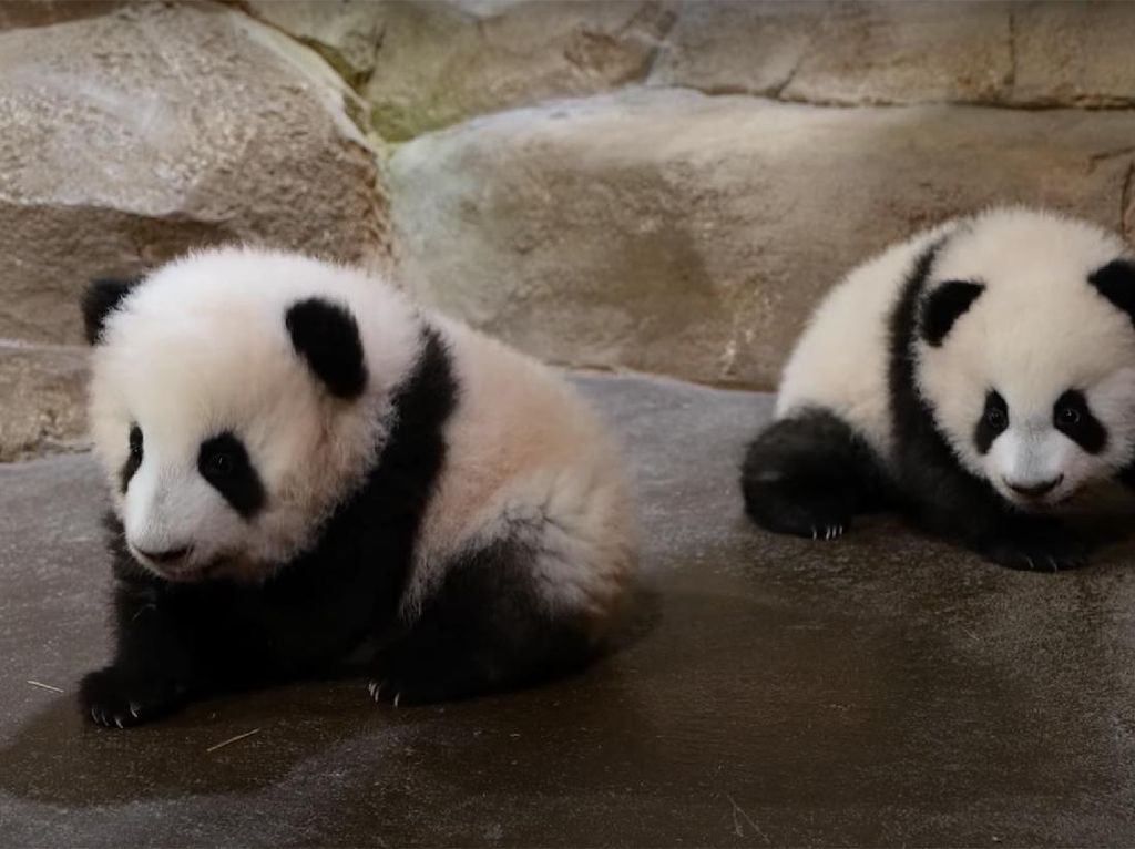 Saat Bayi Kembar Panda Pertama Kali Tampil depan Publik, Gemas!