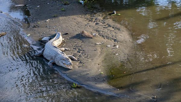 Buaya 4 Meter Berjemur di Sungai Palu