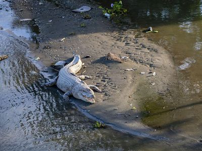 Buaya 4 Meter Berjemur di Sungai Palu