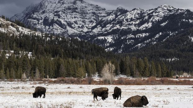 Bisons relax in the snow in Lamar Valley, Yellowstone National Park, Wyoming, U.S., December 14, 2021.  REUTERS/Go Nakamura