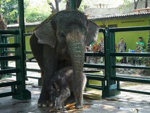 Virus Herpes yang Diduga Jadi Sebab Kematian Dumbo Tergolong Langka di Indonesia Virus Herpes yang Diduga Jadi Sebab Kematian Dumbo Tergolong Langka di Indonesia