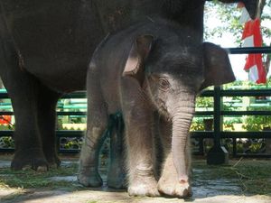 Dumbo, Gajah Kecil Koleksi Kebun Binatang Surabaya Mati Dumbo, Gajah Kecil Koleksi Kebun Binatang Surabaya Mati