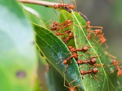 4 Hewan Ini Punya Cara Unik untuk Berlindung dari Ancaman