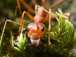 Cacing Pita Bisa Membantu Semut Bertahan Hidup Lebih Lama, Kok Bisa?