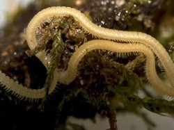 Apa Benar Hewan Kaki Seribu Punya Seribu Kaki? Ini Faktanya