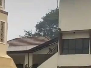 Kawanan Monyet Ekor Panjang Serbu Permukiman Warga di Lembang