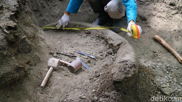 Melihat Proses Evakuasi Fosil Gading Gajah Purba di Kudus