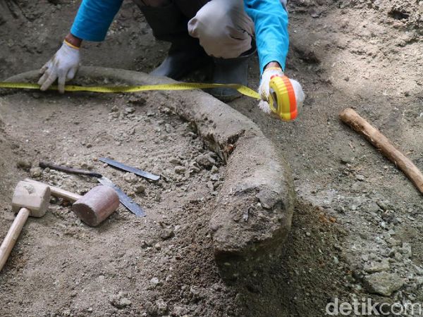 Melihat Proses Evakuasi Fosil Gading Gajah Purba di Kudus
